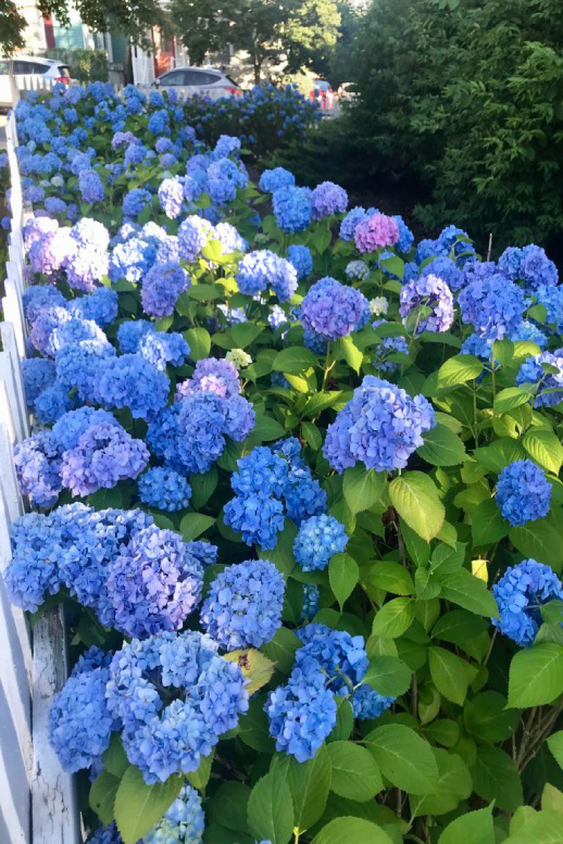 ◆大感謝祭!! NK Guiars Blue 6弦 光るネック G1G22738 Гортензія широколиста Ніко Блю, Hydrangea macrophylla Nikko Blue